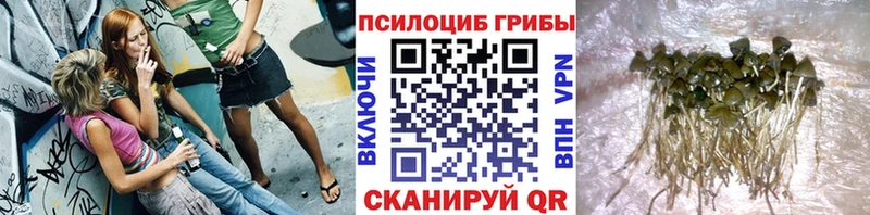 kraken вход  где можно купить наркотик  Светлый  Псилоцибиновые грибы MAGIC MUSHROOMS 